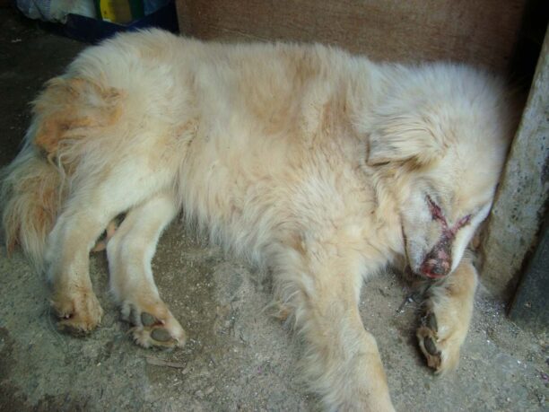 Κουνουπιδιανά Χανίων: Ένας άρρωστος σκύλος χρειάζεται τη βοήθεια μας